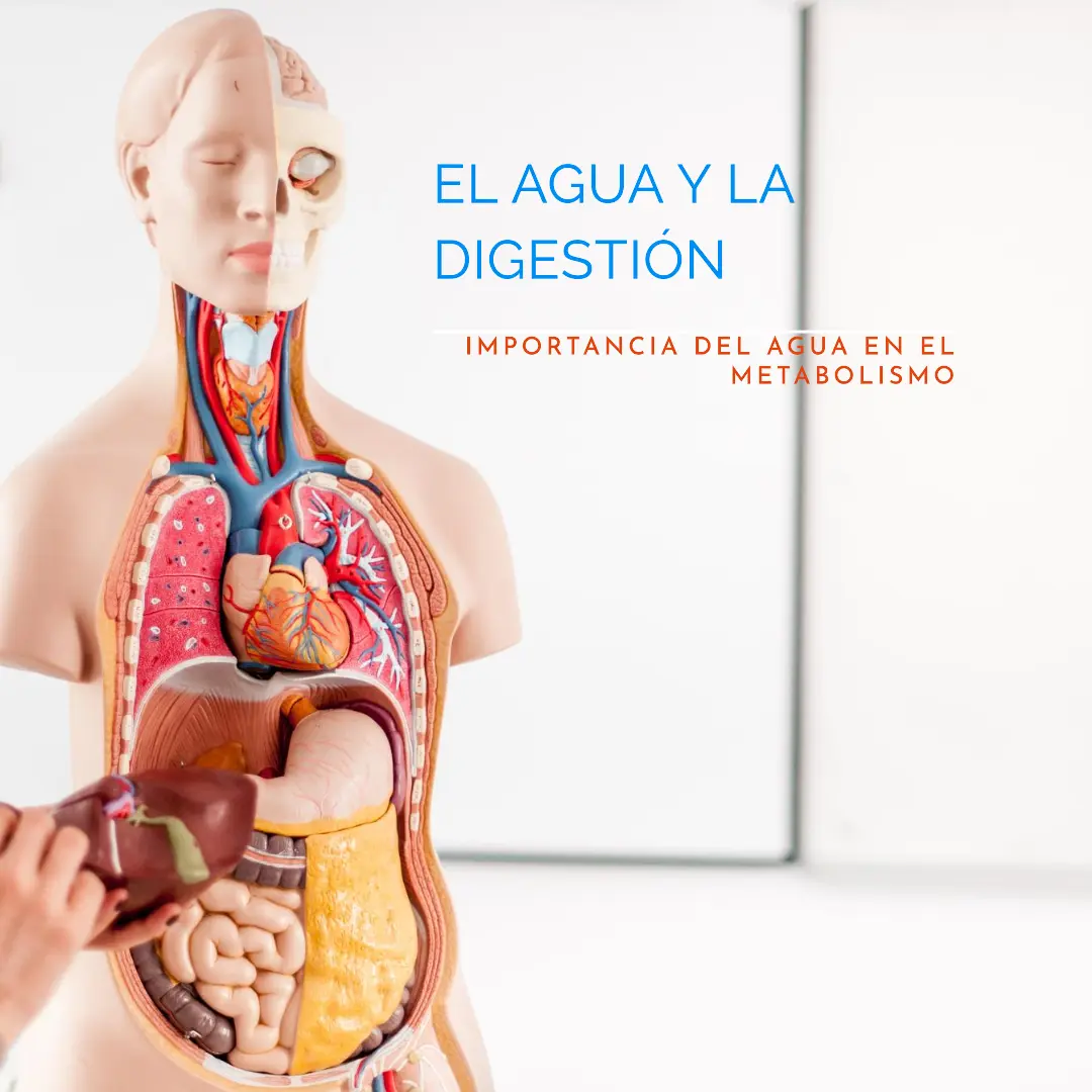 El Agua y la Digestion Salud sostenible