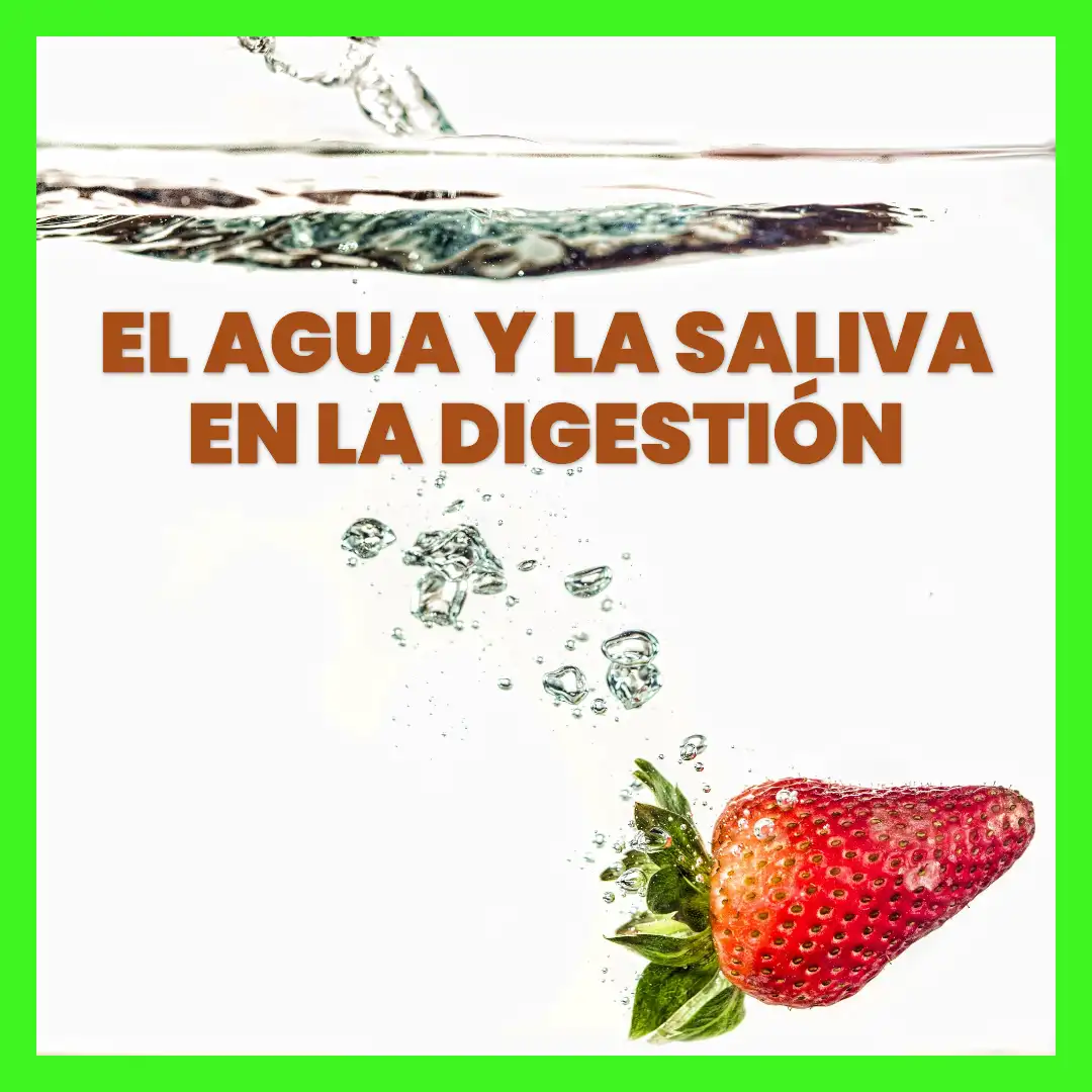 El Agua y su Impacto en la Digestión y el Metabolismo 4 Salud sostenible El agua y la saliva en la digestion Salud sostenible